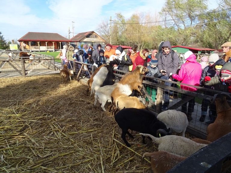 ferma_animalelor 2